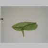 Leaf 10er 04.jpg